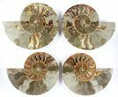 Lot: - Cut Ammonite Pairs (Grade B/C) - Pairs #85220-2